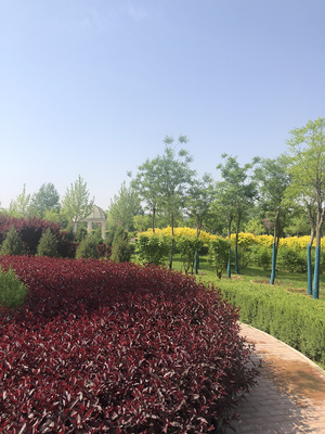 精品園林景觀設計與施工 打造生態宜居的綠化工程