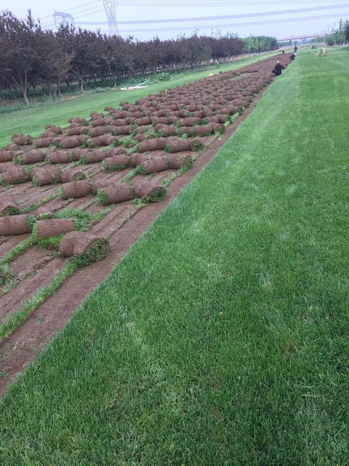 北京韓村河鮮花綠植基地 一站式園林綠化解決方案供應商