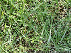 園林綠化工程從設計到施工 圖紙、植物與節點的完整指南